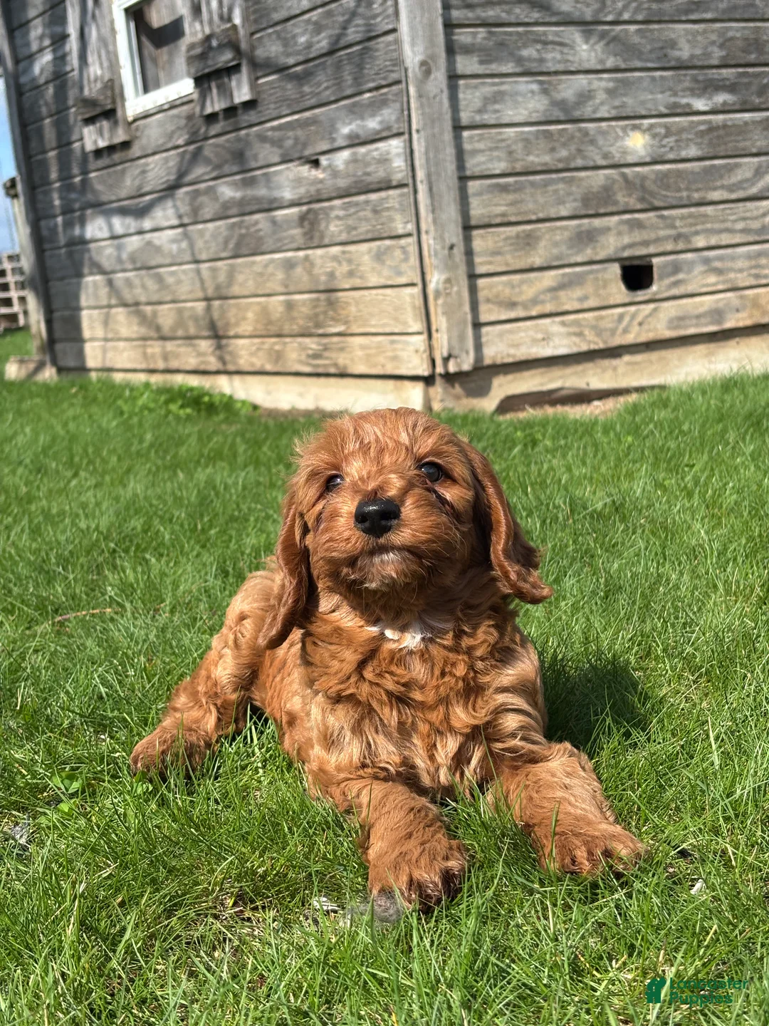 Mini Goldendoodle dogs for sale: Derek - Ad 2