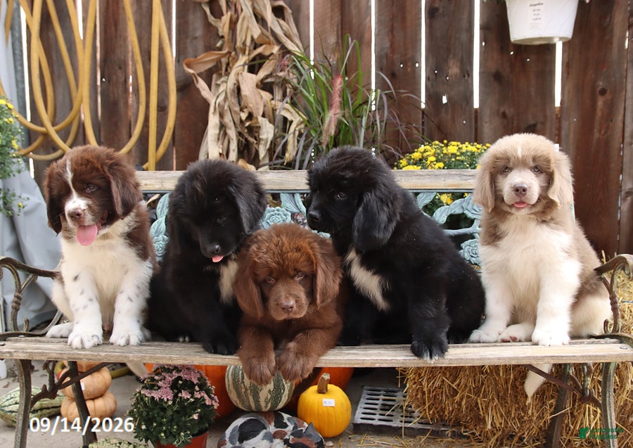 Newfoundland dogs Rusty - Ad 2
