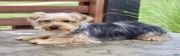 Yorkshire Terrier dogs for sale: Dash - Ad 4