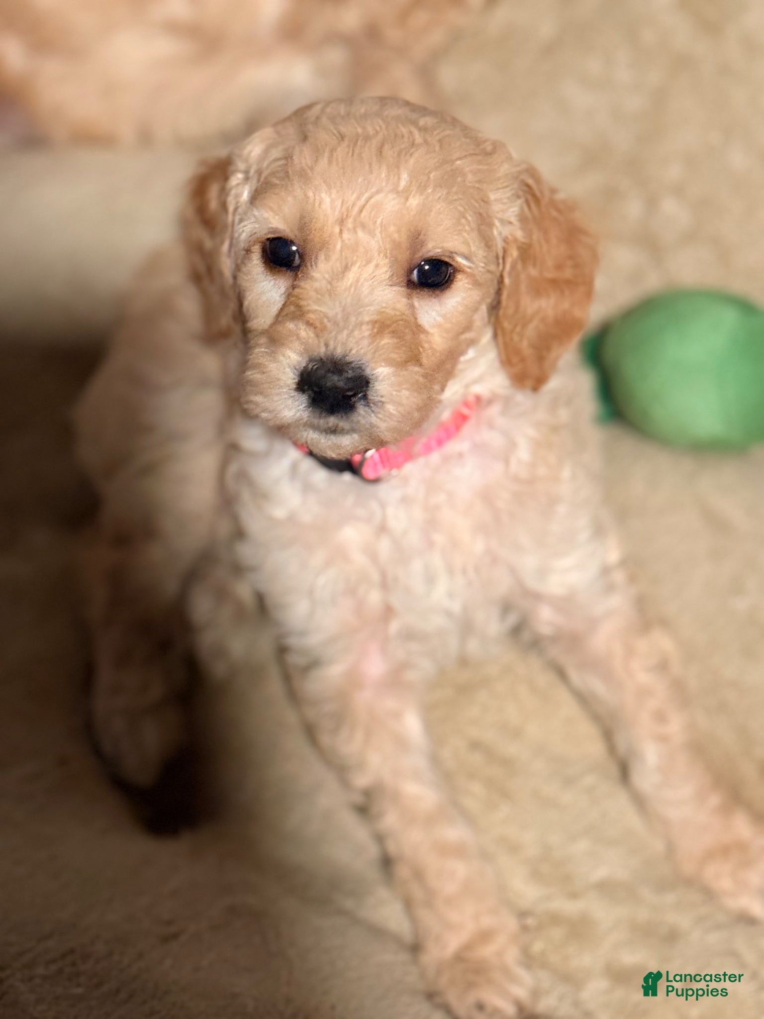 Goldendoodle dogs Goldendoodle Puppy 8 - Ad 37