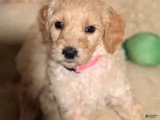 Goldendoodle dogs Goldendoodle Puppy 8 - Ad 37