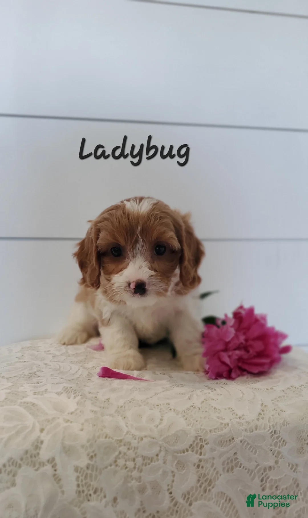 Cavapoo dogs for sale: Ladybug - Ad 2