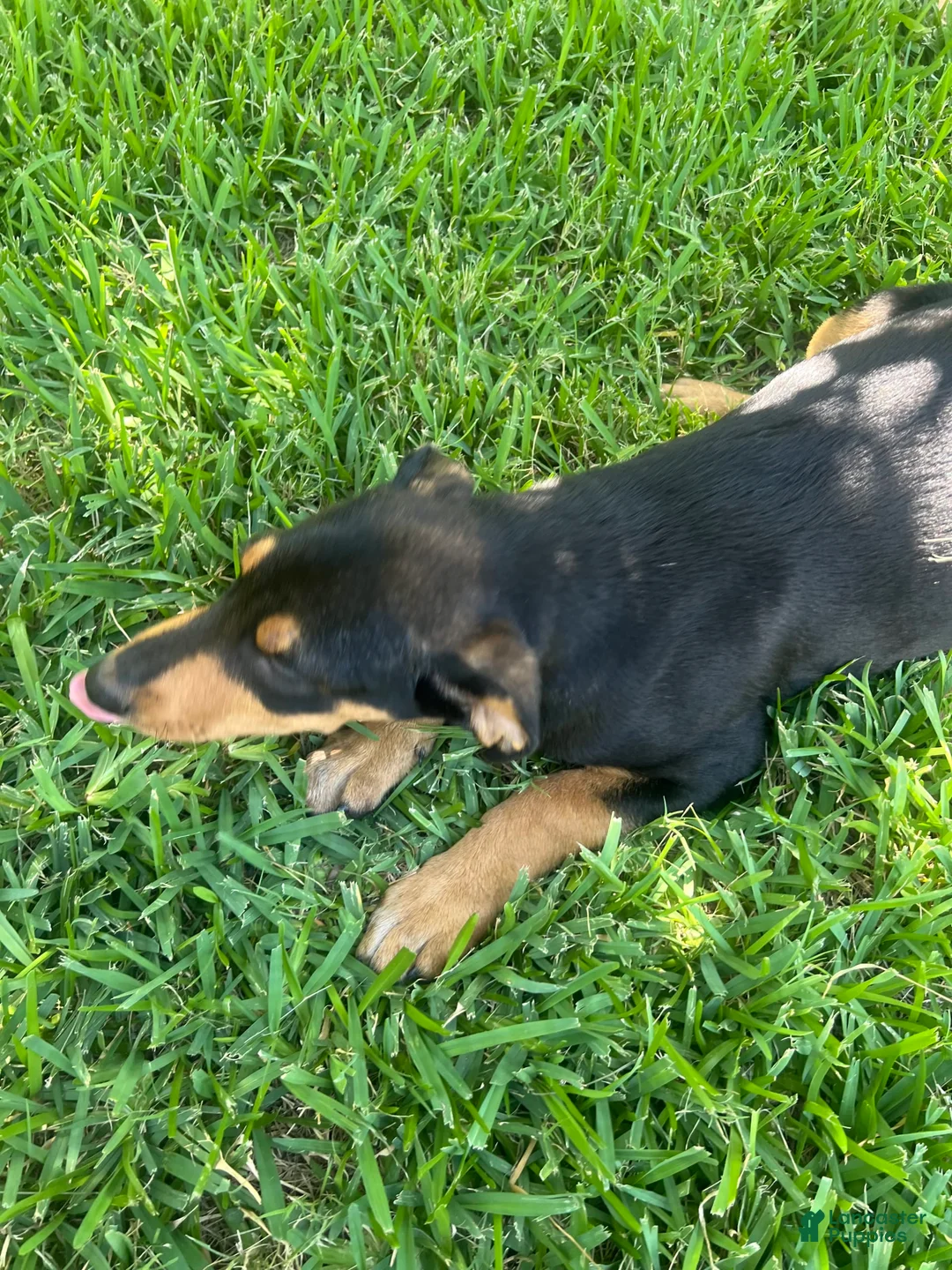 Gallery Image {{count}}