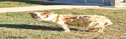 Miniature Australian Shepherd dogs for sale: Crystal - Ad 4