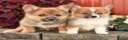 Pomeranian dogs for sale: Cinnamon - Ad 5
