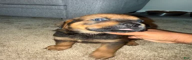 Mixed Breed 1