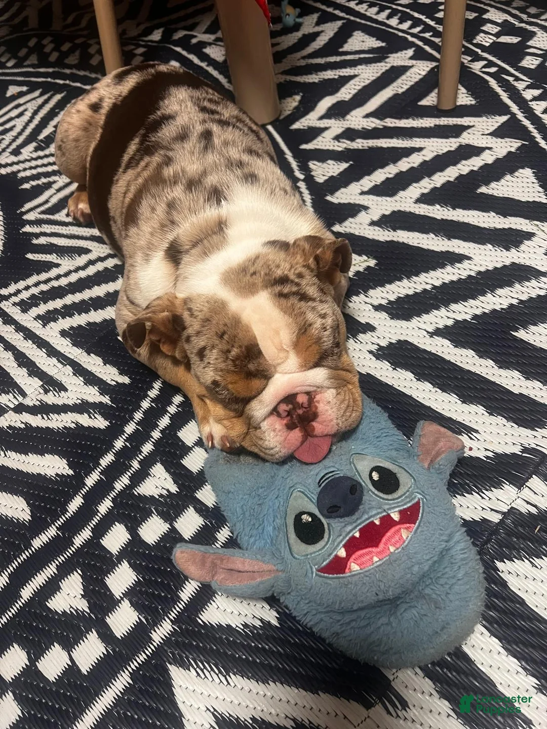 English Bulldog dogs for sale: English Bulldog Puppy 1 - Ad 1