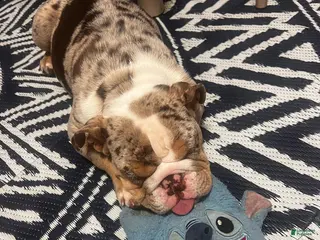 English Bulldog dogs for sale: English Bulldog Puppy 1 - Ad 3
