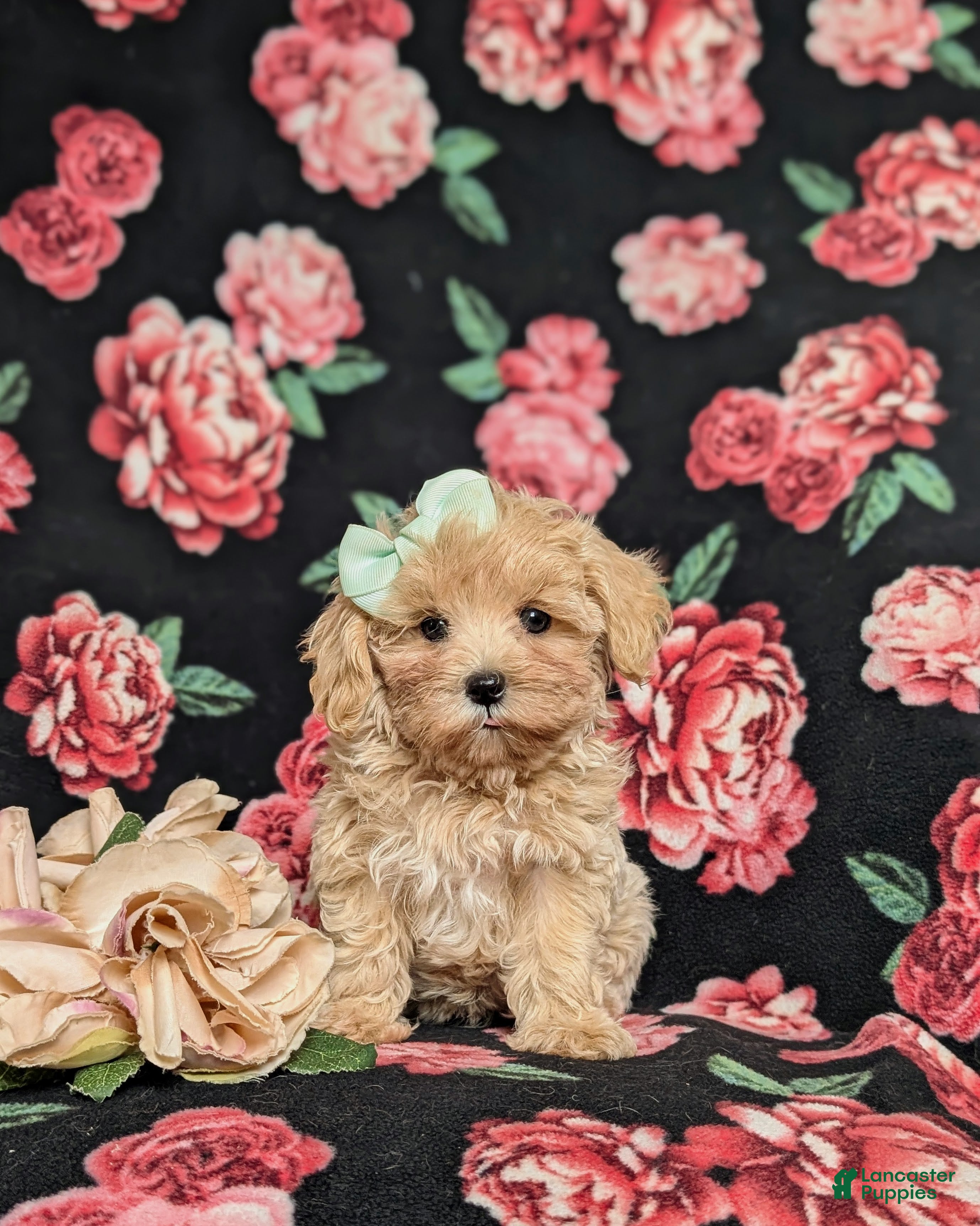 Maltipoo dogs Emerson 6 lbs Full Grown - Ad 2