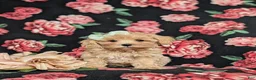 Maltipoo dogs for sale: Emerson 6 lbs Full Grown - Ad 2