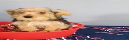 Yorkshire Terrier dogs for sale: Yorkshire Terrier 3 - Ad 10