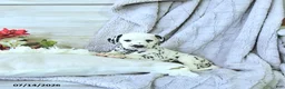 Dalmatian dogs for sale: Sage - Ad 1