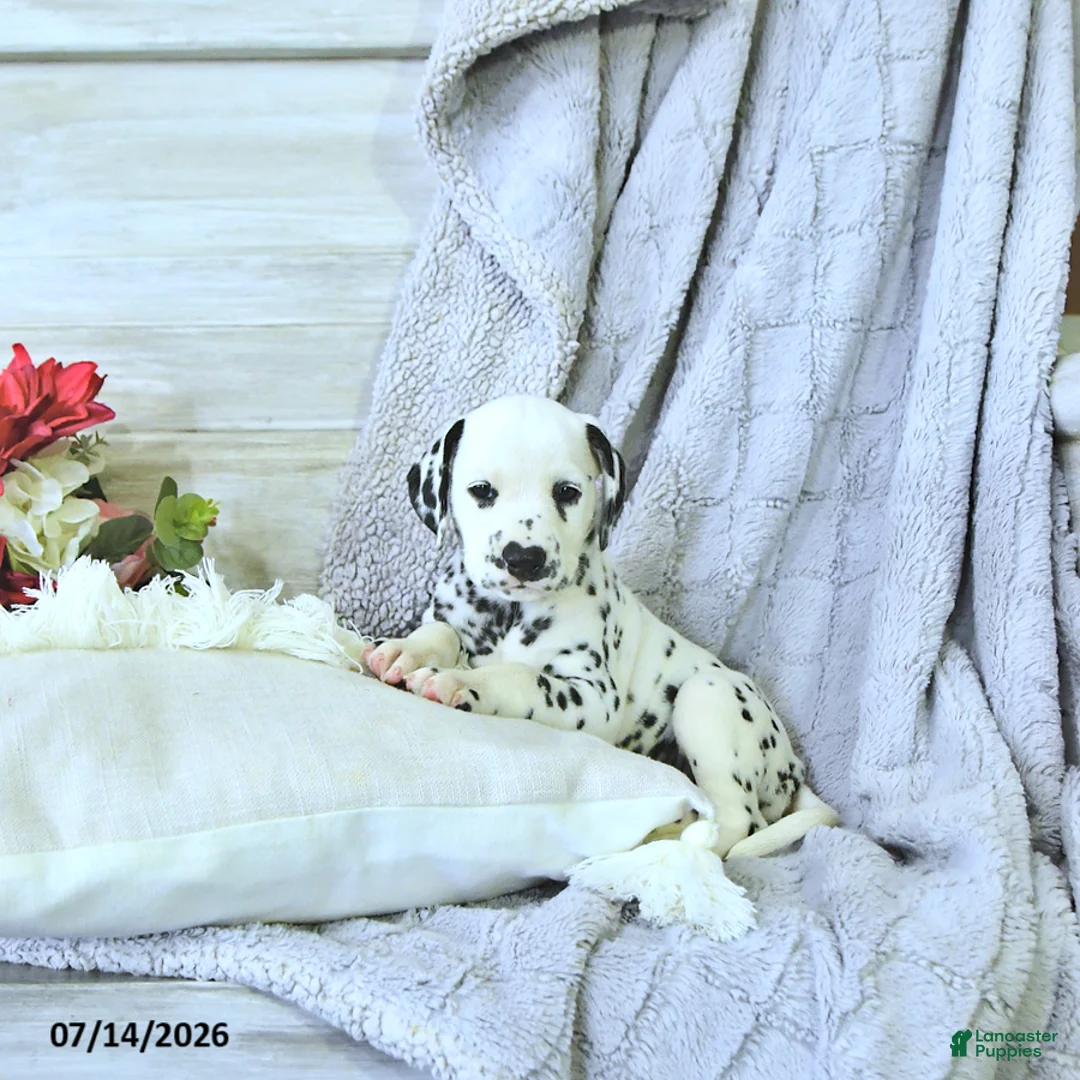 Dalmatian dogs for sale: Sage - Ad 1