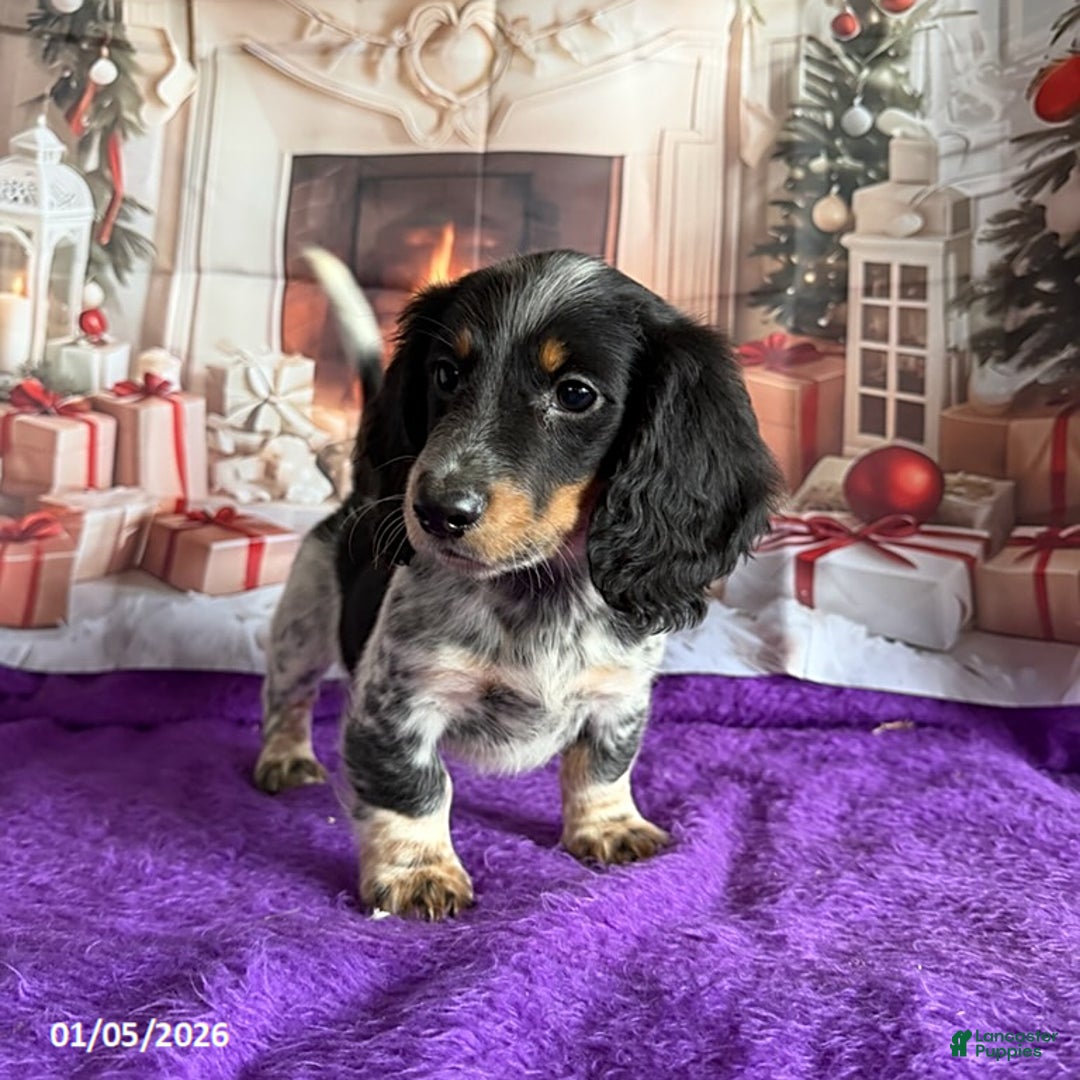 Miniature Dachshund dogs for sale: Charlie - Ad 1