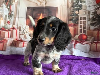 Miniature Dachshund dogs Charlie - Ad 2
