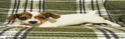 Jack Russell Terrier dogs for sale: Marley - Ad 4