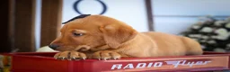 Labrador Retriever dogs for sale: NORMAN - Ad 10