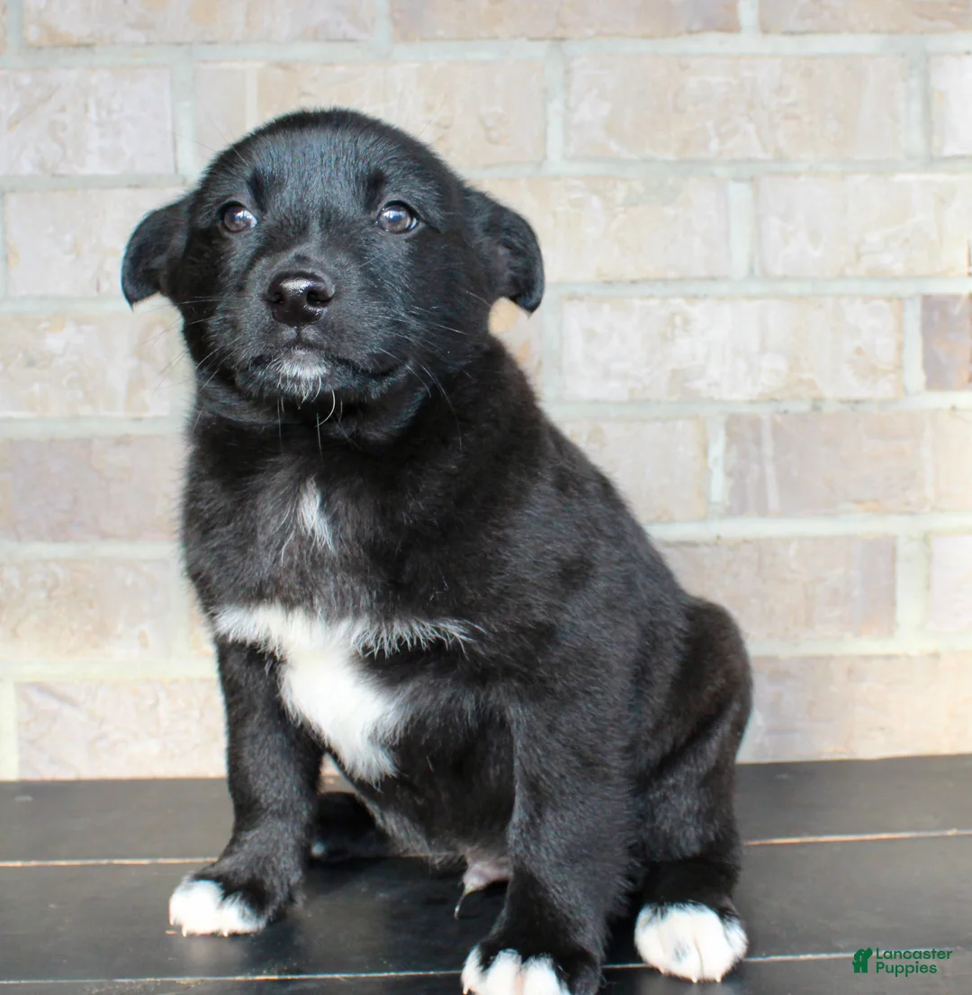 Mixed Breed dogs for sale: Snoopy - Ad 2