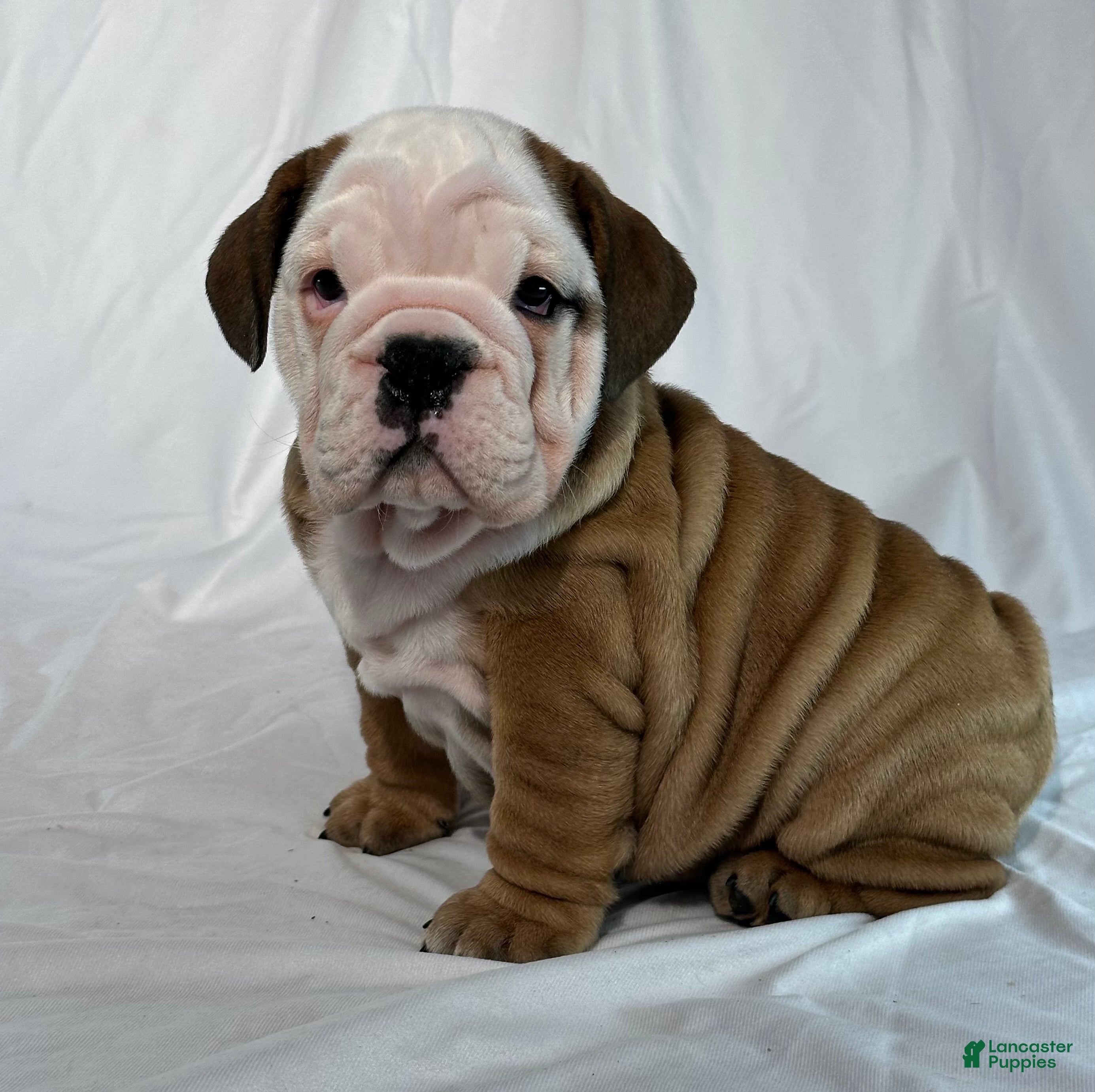 English Bulldog dogs Rambo - Ad 20
