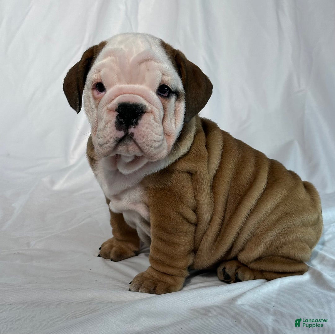 English Bulldog dogs for sale: Rambo - Ad 1