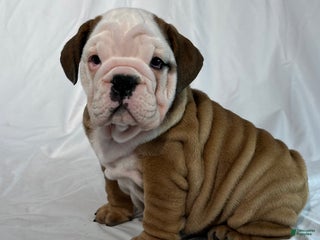 English Bulldog dogs Rambo - Ad 1