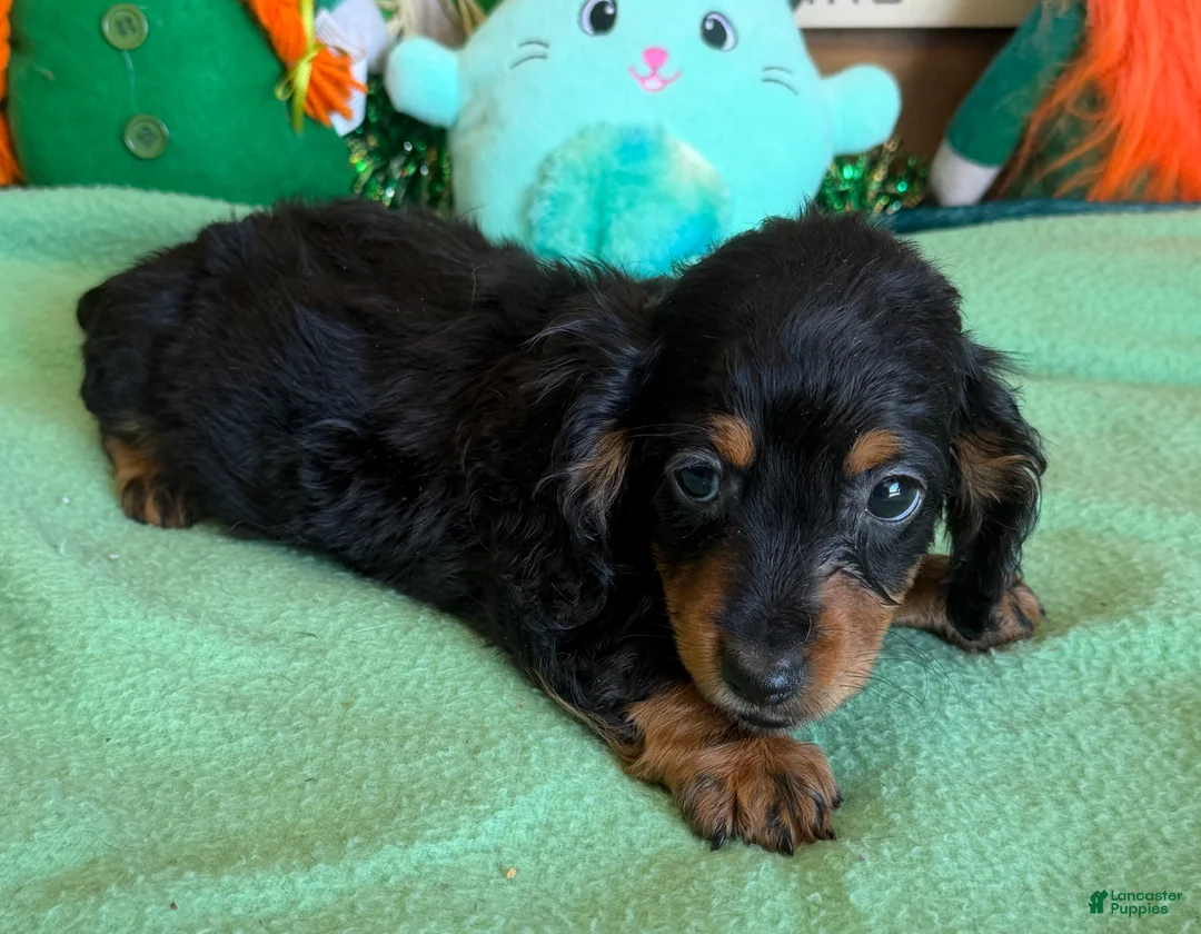 Miniature Dachshund dogs for sale: ricky - Ad 1