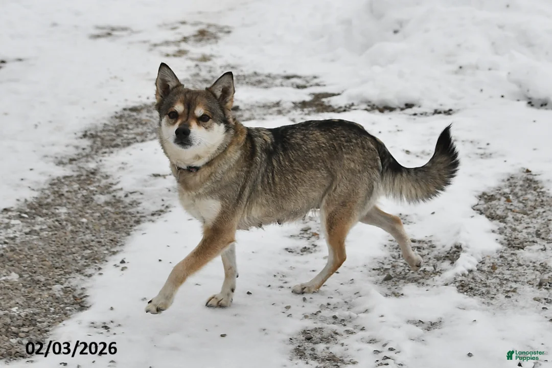 Mixed Breed dogs for sale: Hero - Ad 4