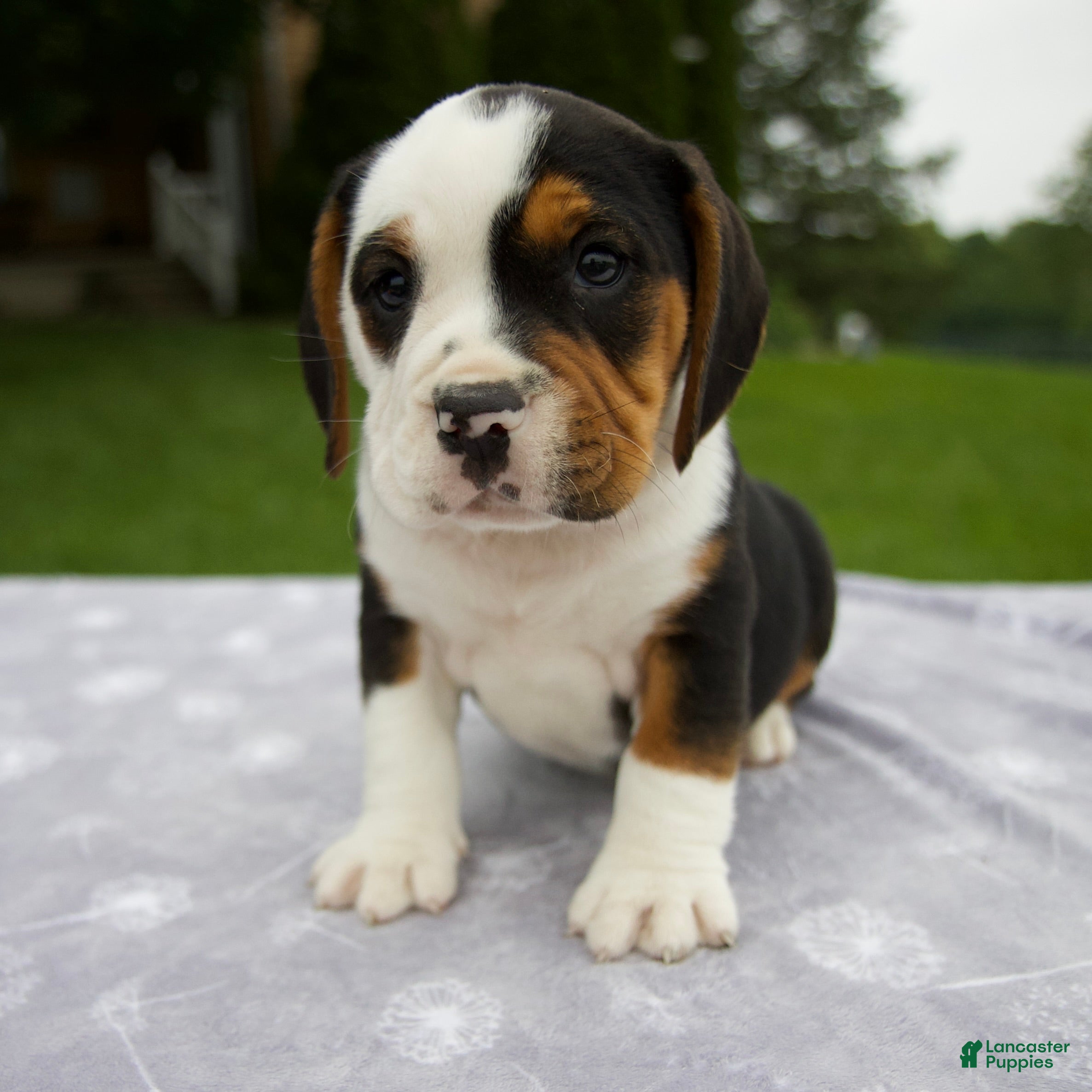 Beabull dogs Della - Ad 1