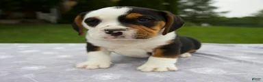 Della