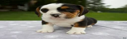 Beabull dogs for sale: Della - Ad 1