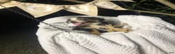 Australian Shepherd dogs for sale: Dj (black tri)(male) - Ad 5