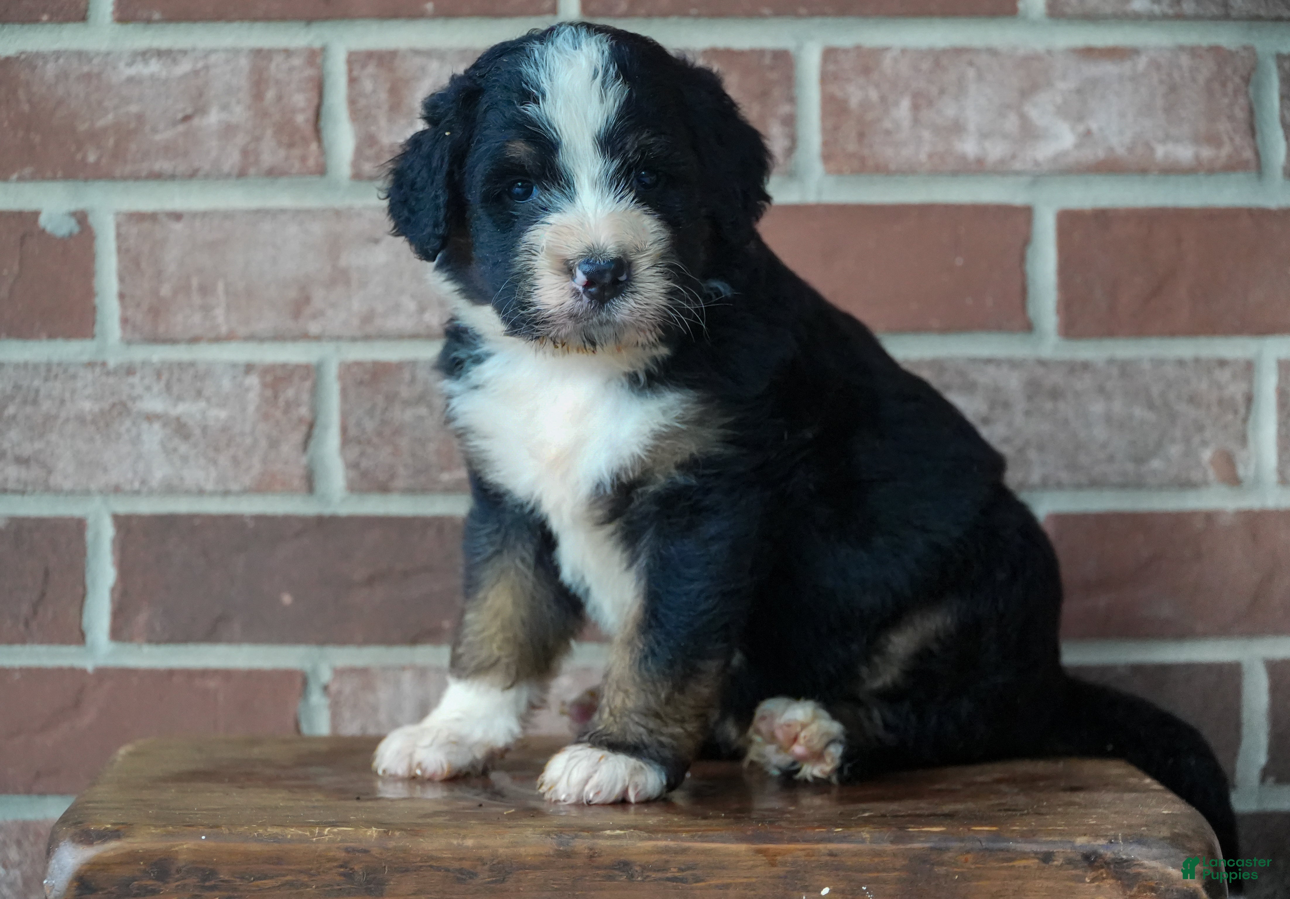 Bernedoodle dogs River - Ad 2