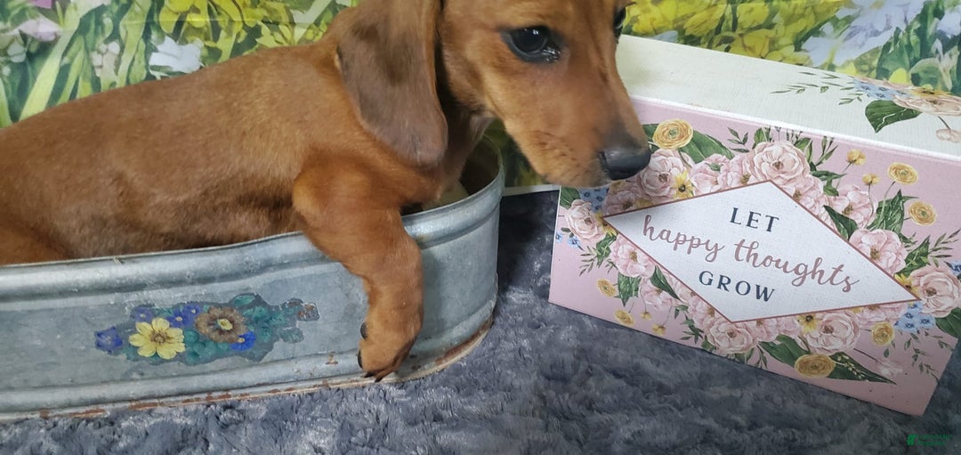 Dachshund dogs for sale: Jolly - Ad 6