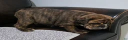 English Bulldog dogs for sale: Kelly - Ad 6