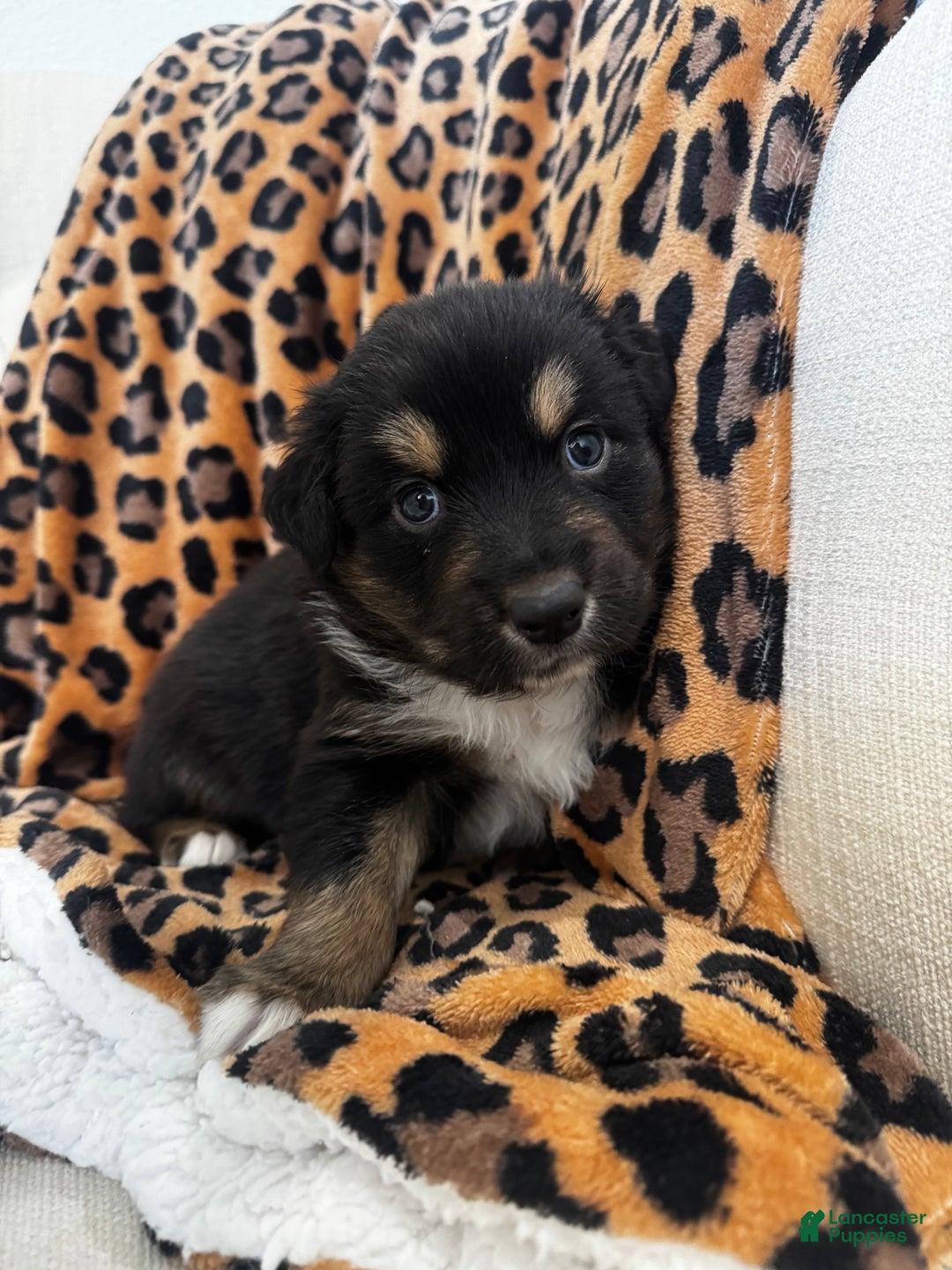 Australian Shepherd dogs for sale: Australian Shepherd Puppy 2 - Ad 4