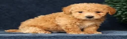 Bichpoo dogs for sale: Homer - Ad 3