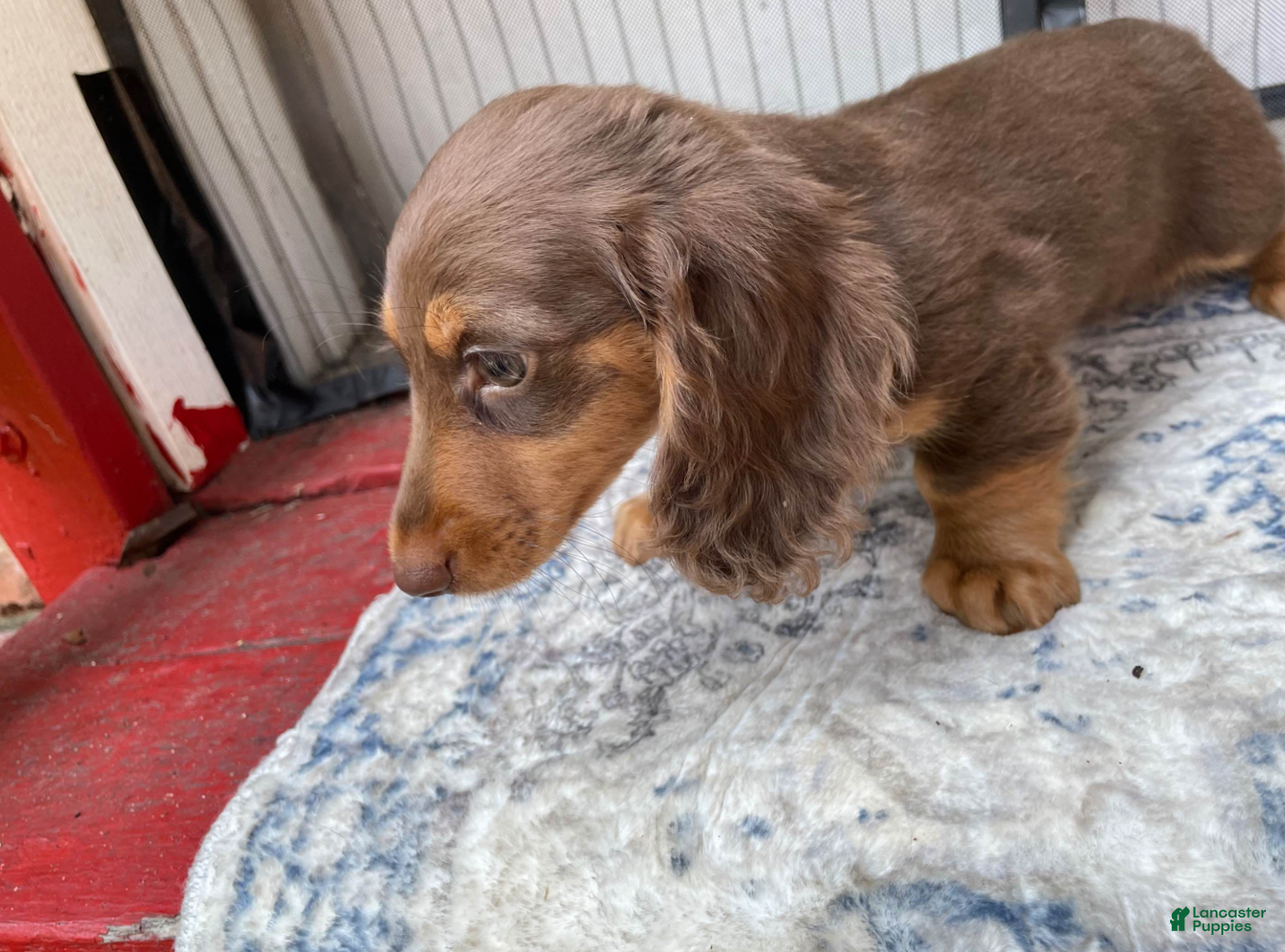 Miniature Dachshund dogs Girl 1 - Ad 1