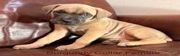 Cane Corso dogs for sale: Burgundy Collar  F Cane Corso Puppy - Ad 2