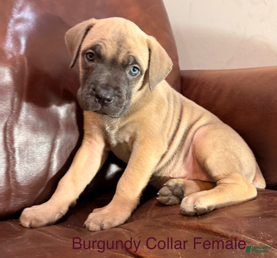 Cane Corso dogs for sale: Burgundy Collar  F Cane Corso Puppy - Ad 2