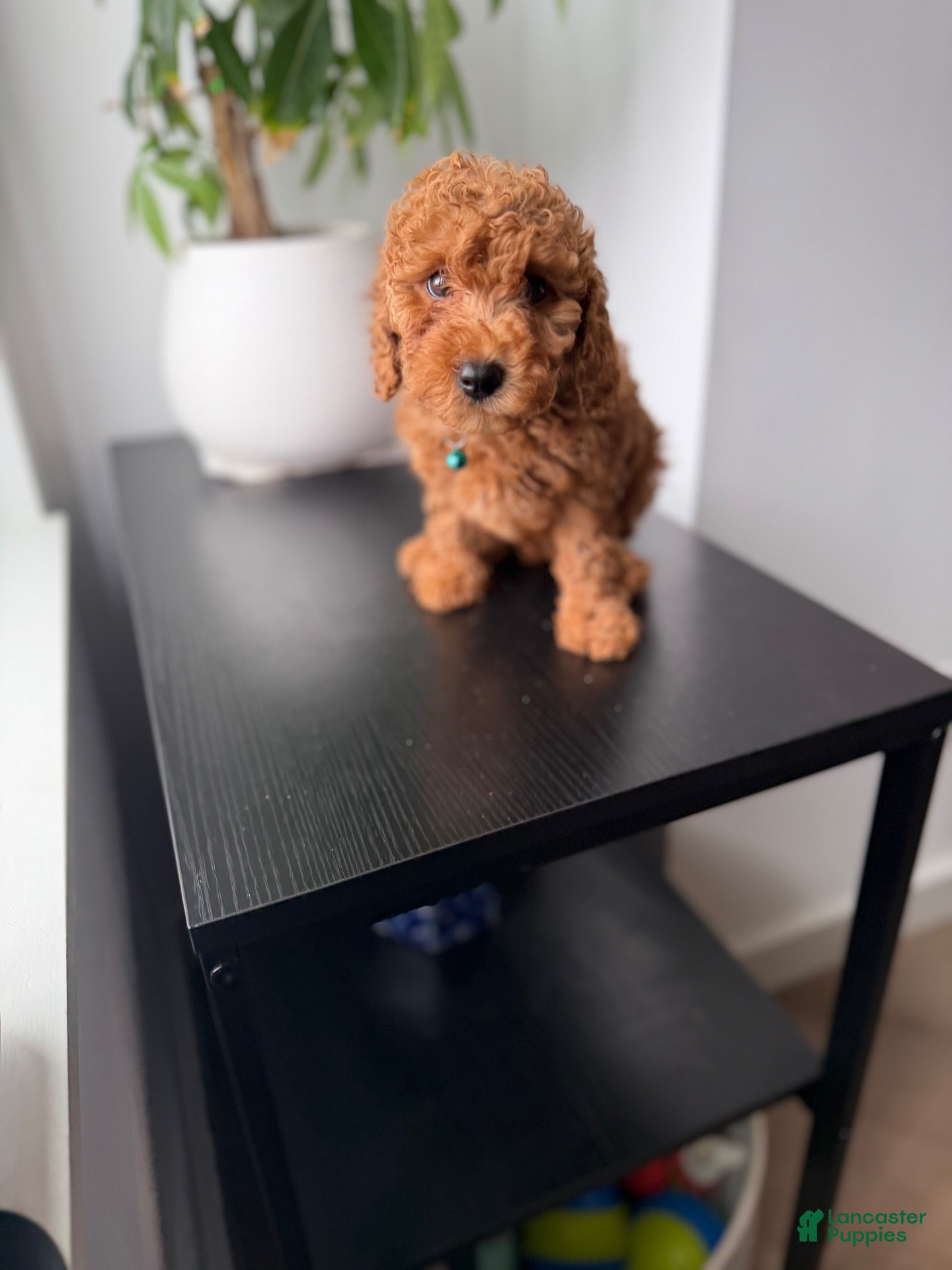 Toy Poodle dogs for sale: Yoshi - Ad 14