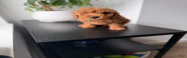 Yoshi