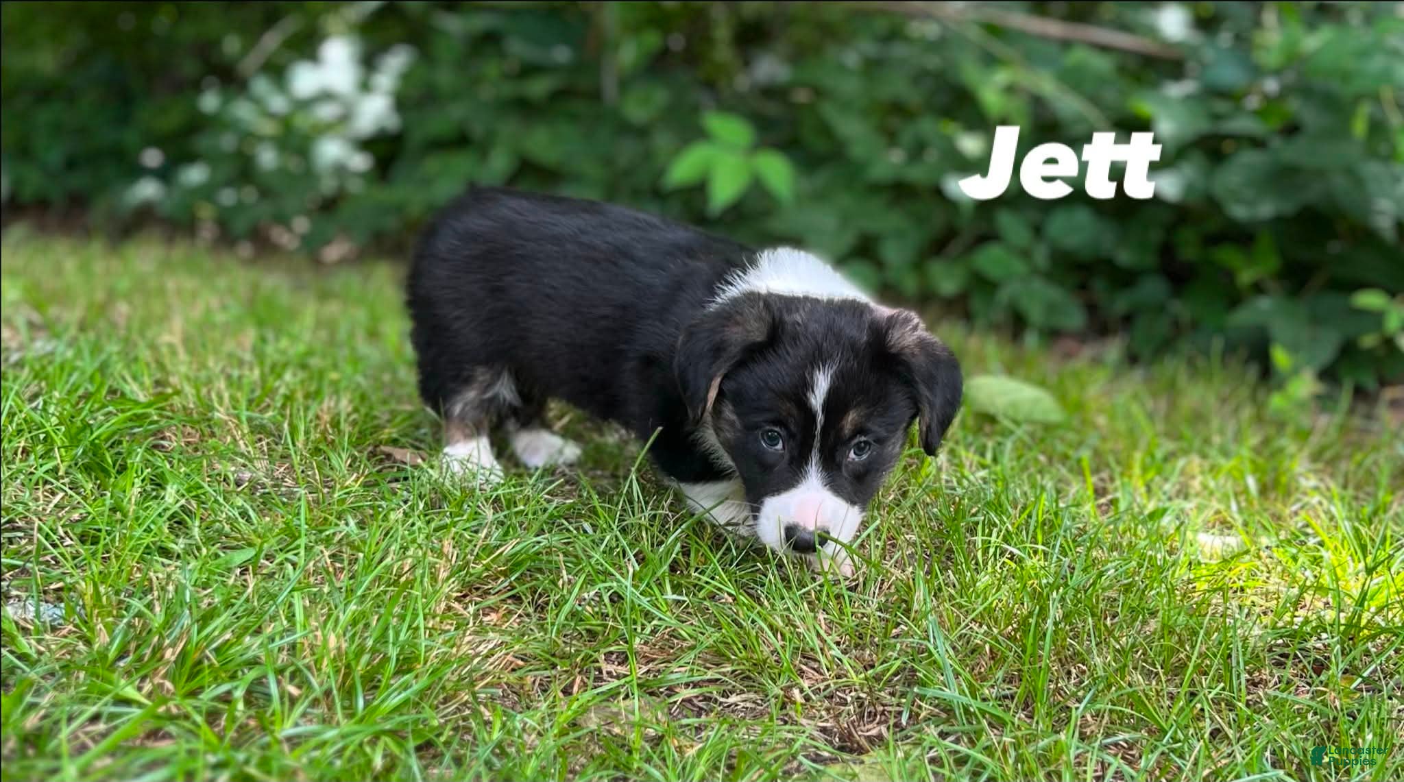 Welsh Corgi Cardigan dogs Jett - Ad 2