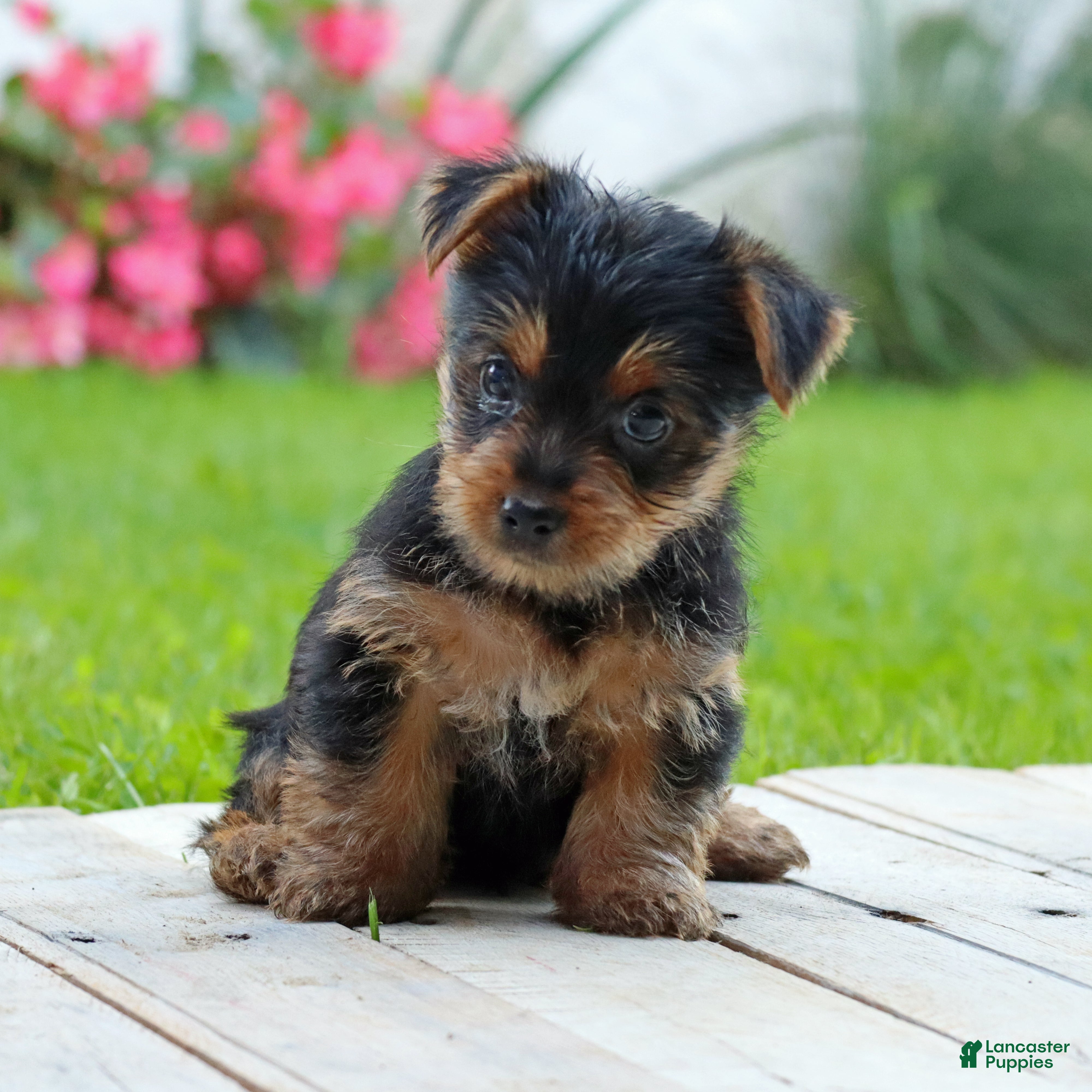 Yorkshire Terrier dogs Tia - Ad 2