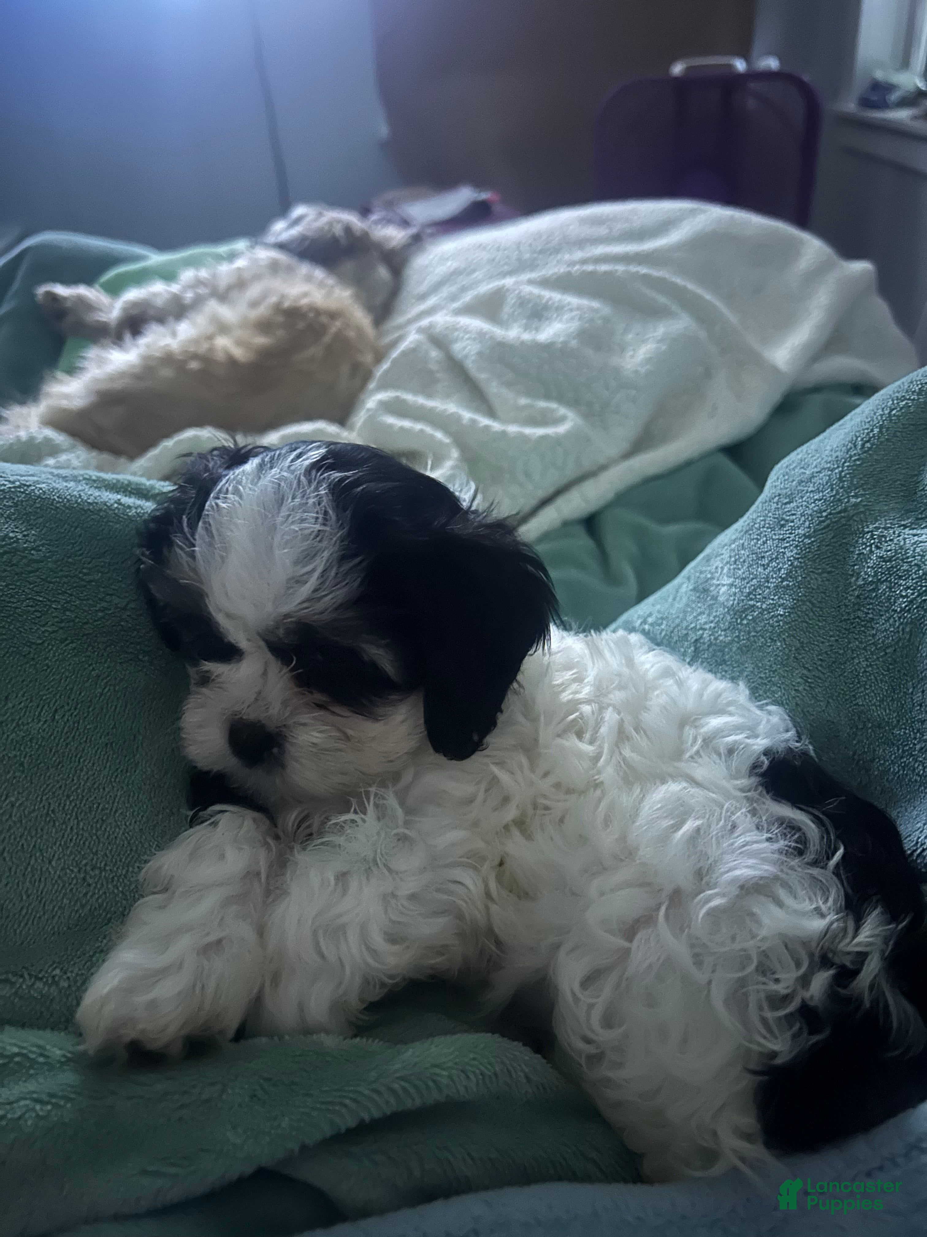 Teddy Bear dogs Lucy - Ad 42
