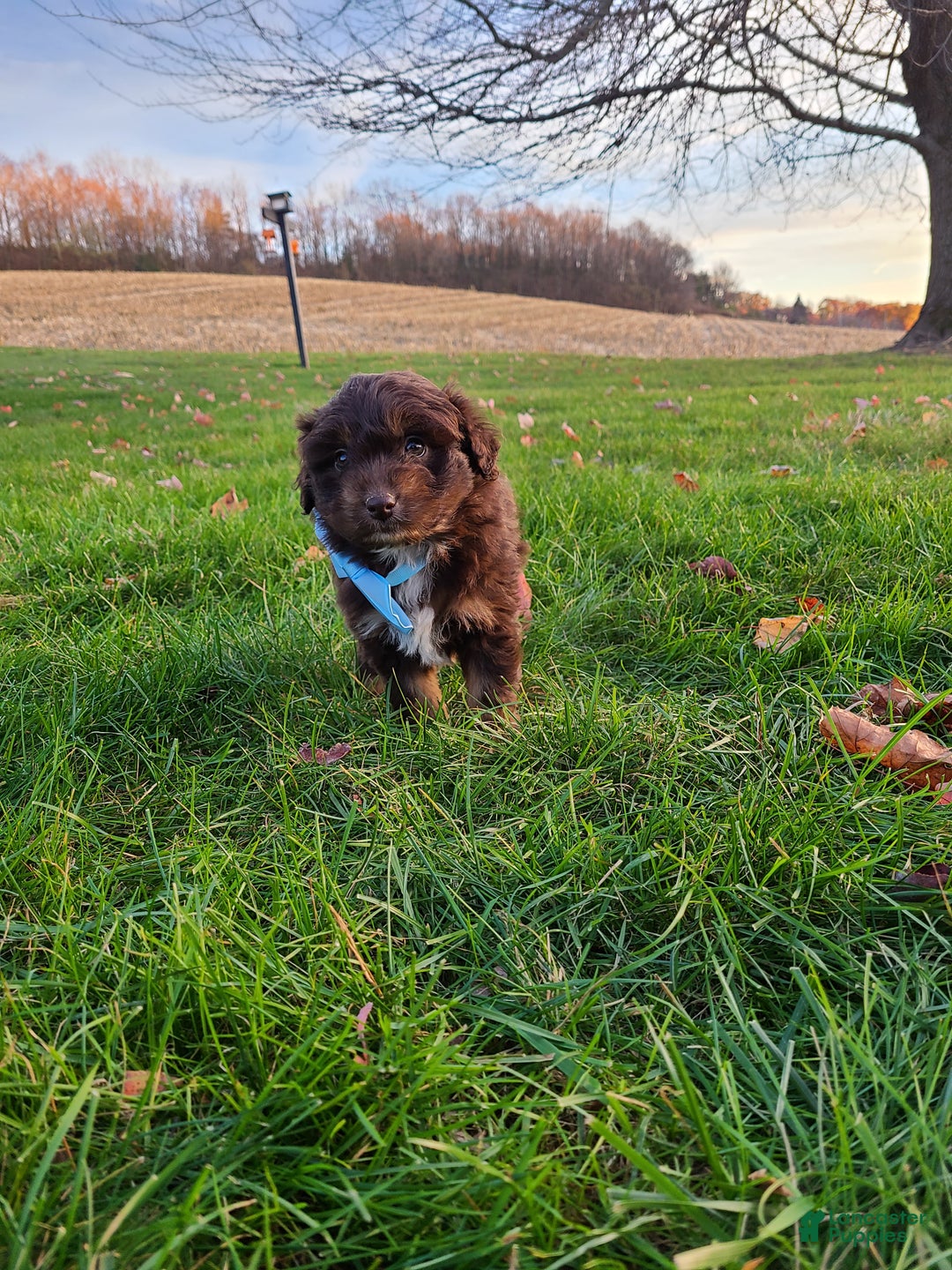 Aussiedoodle dogs for sale: Buddy - Ad 8