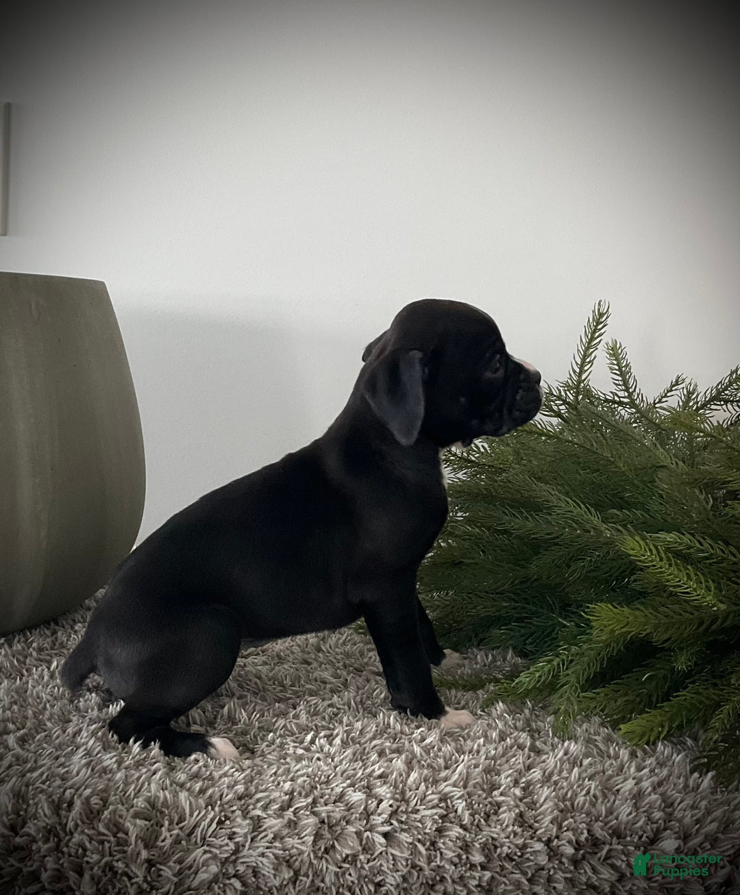 Boxer dogs for sale: Brooklyn  - Ad 5