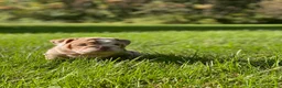 English Bulldog dogs for sale: ERNEST - Ad 2