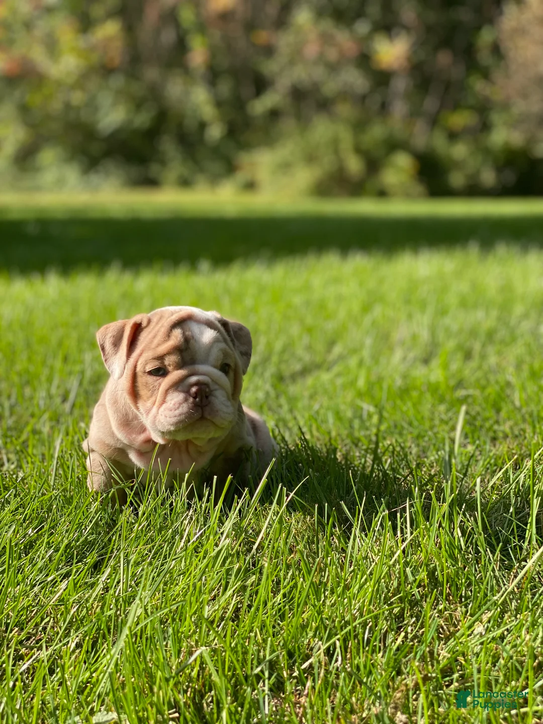 English Bulldog dogs for sale: ERNEST - Ad 2