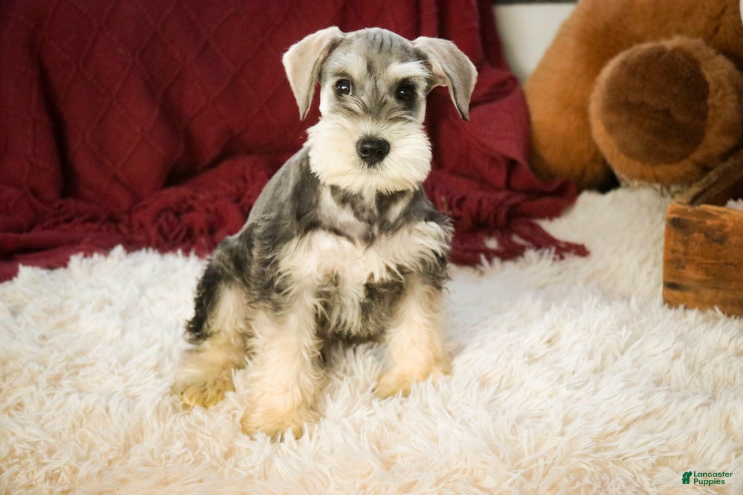 Miniature Schnauzer dogs for sale: Nicholas - Ad 5
