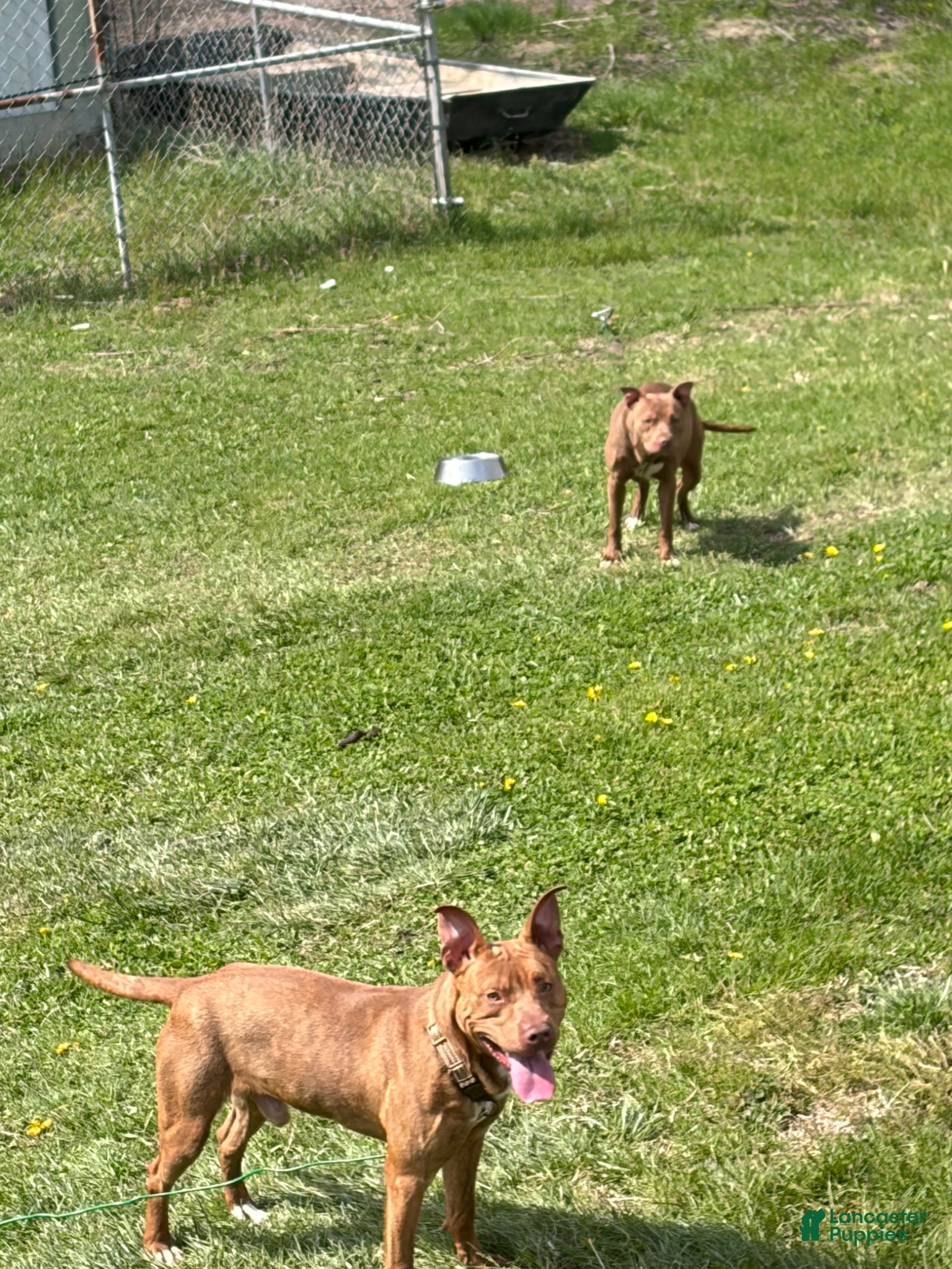 American Pit Bull Terrier dogs for sale: American Pit Bull Terrier Puppy 1 - Ad 3